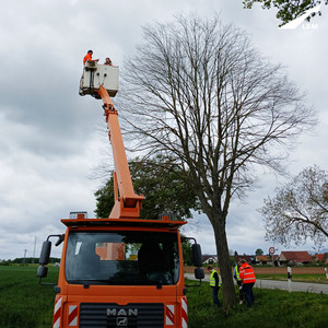 Blick auf einen Hubkran am Straßenrand, zwei Personen sind im Korb, am Straßenrand neben einem Baum sind weitere Personen in Warnweste und orangener Arbeitskleidung zu sehen