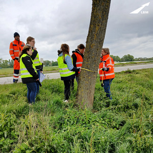 Mädchen in Warnweste messen gemeinsam den Umfang eines Baumstammes am Straßenrand, unterstützt werden sie dabei von einem Mann und einer Frau in orangener Arbeitskleidung des LBM