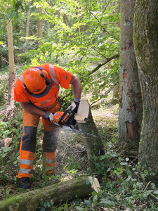 Ein Straßenwärter trägt Schutzkleidung (Helm, Handschuh und schnittfeste Hose) und schneidet mit der Motorsäge an einem gefällten Baum im Wald. 