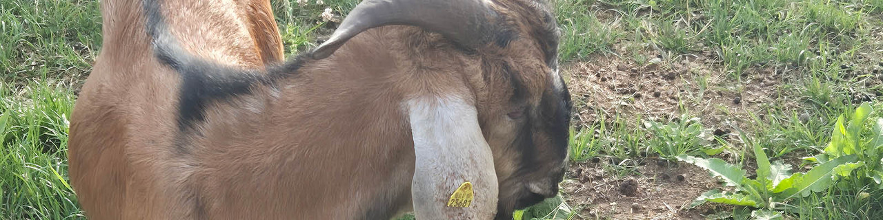 Nahaufnahme einer braunen Ziege, die auf einer Wiese steht.