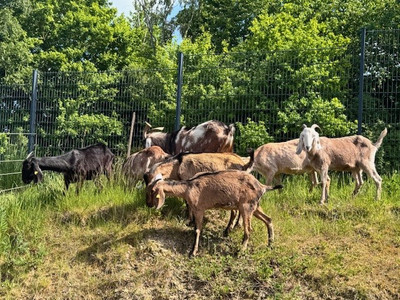 Sechs braune und schwarze Ziegen auf einer Wiese. Eine Ziege mit einem braunen Körper und einem weißen Kopf schaut in die Kamera.