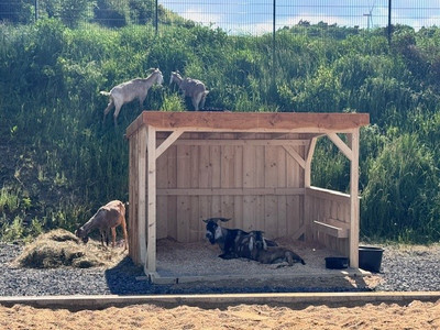 Zwei Ziegen bzw. Böcke liegen in einer Holzhütte. Im Hintergrund befinden sich Ziegen auf einer steilen Wiese.